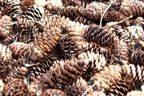 Pine Cones Brown - Free photo on Pixabay - Pixabay