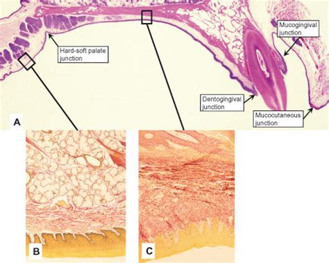 Alveolar Mucosa Histology