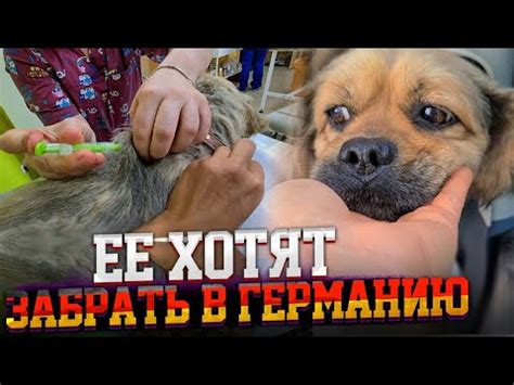 Она была на волоске от СМЕРТИ. ТЫСЯЧИ КЛЕЩЕЙ пили с нее кровь. Теперь ...