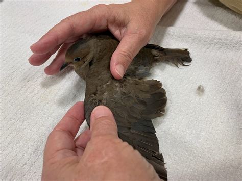 Dove Feathers Cut 1 | Conservancy of Southwest Florida