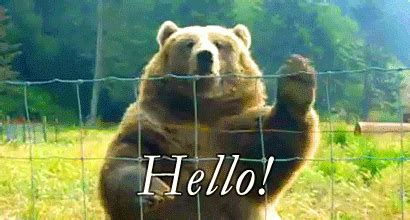 hello Archives - Reaction GIFs