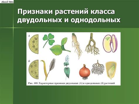 Класс Двудольные растения. Семейства Крестоцветные и Розоцветные ...