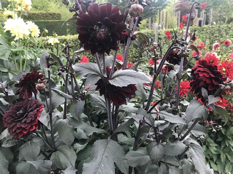 Dark Dahlia : dahlias