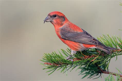 Crossbill - Alchetron, The Free Social Encyclopedia