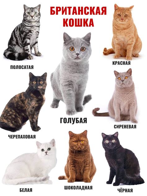 Лиловый окрас британских кошек: фото, описание