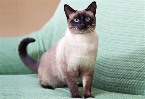 traditional siamese cat cat breeds encyclopedia