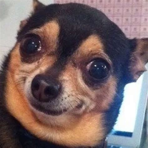 чихуахуа мем: 2 тыс изображений найдено в Яндекс.Картинках | Dog memes ...
