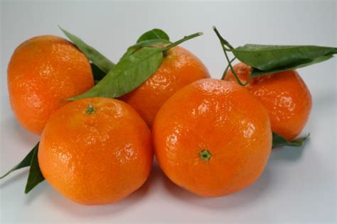 images fruit sweet food produce healthy delicious apricot