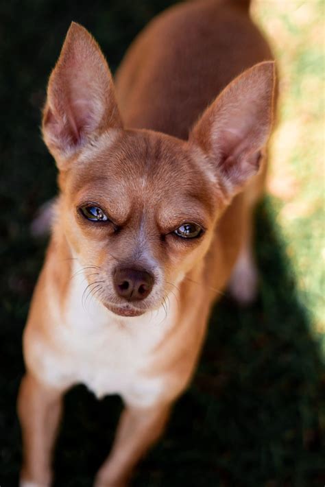 13 Sable Dog Breeds [Recognizing Beautiful Sable Patterns]