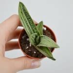 Суккулент Гастерия Литл Варти – Купить Суккулент Гастерия Литл Варти в ...