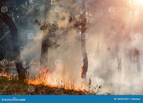 Forest Fire. Burned Trees After Wildfire, Pollution And A Lot Of Smoke ...