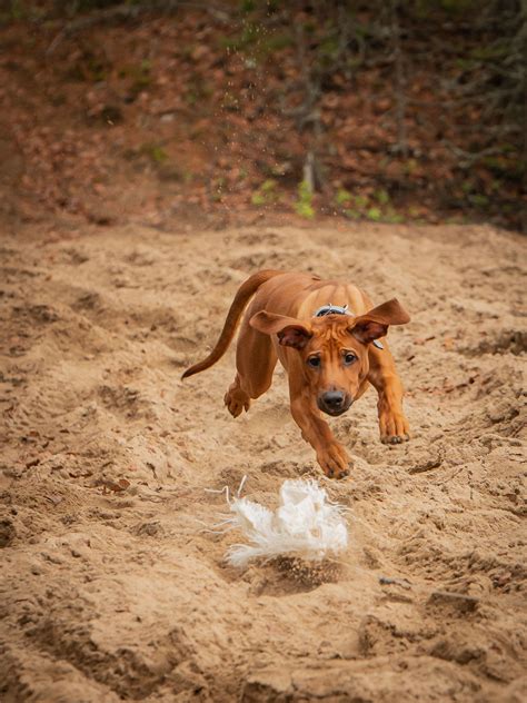 Walk The Dog Like A Pro: The Unofficial Lure That Every Owner Needs