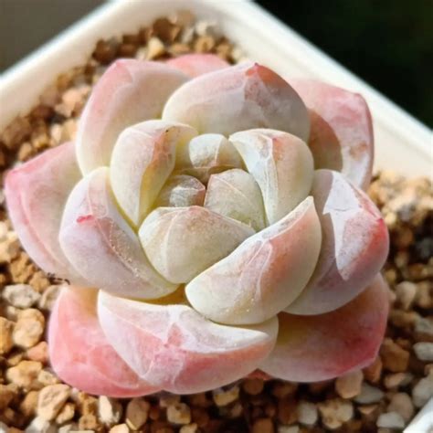 Echeveria 'Ice Green' (Rare) | THE NEXT GARDENER – Thenextgardener
