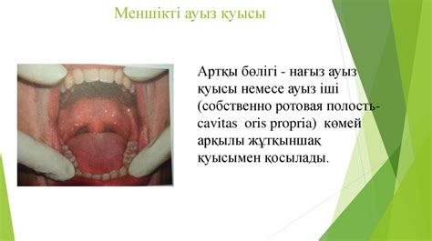 Ауыз қуысының әр түрлі бөлімдерінің кілегей қабатының анатомиялық ...