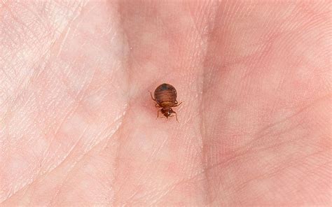 Can Bed Bugs Jump? | Bed Bug Control | Orkin