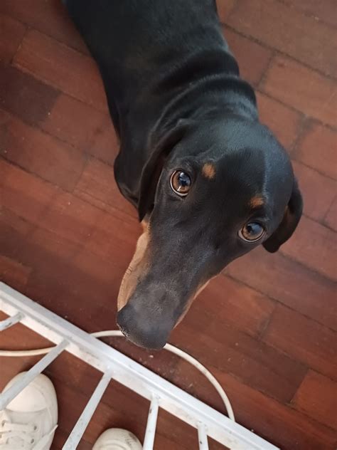 Bobby - Perth WA - Dachshund Rescue Australia