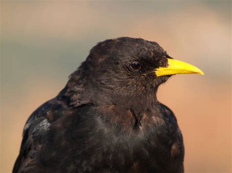 390+ Daw Bird Pics Stock Photos, Pictures & Royalty-Free Images - iStock