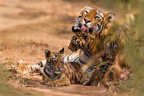 tigers weigh chart  age  gender   animals