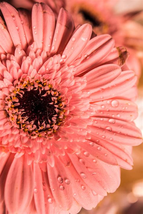 floral iphone wallpaper 6