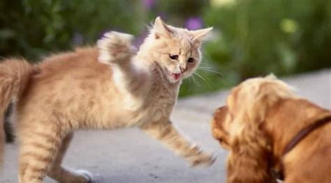 dog scratched by cat how to treat at home