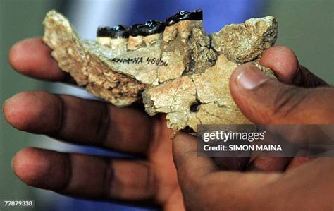 Nakalipithecus Photos and Premium High Res Pictures - Getty Images