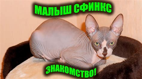 Котенок сфинкс первый день в новом доме. - YouTube
