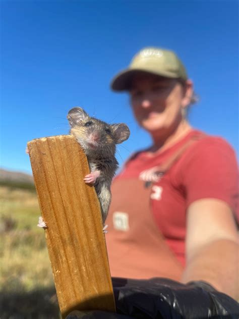 The California Endangered Species Act Now Protects Four Bumblebee