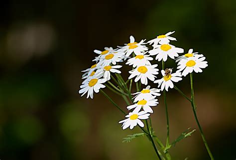 Camomile Free Stock Photo - Public Domain Pictures