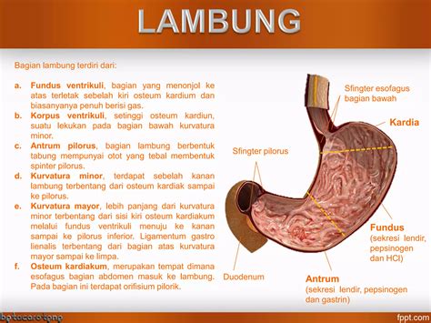 sistem pencernaan makanan