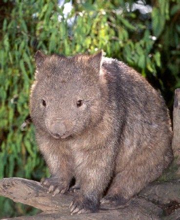 northern hairy nosed wombat hairy nosed wombat images hairy nosed