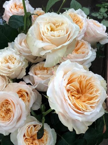 Роза Викториан Пич (Victorian Peach) купить с доставкой по Беларуси ...