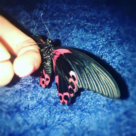 Papilio Rumanzovia - Парусник Румянцева