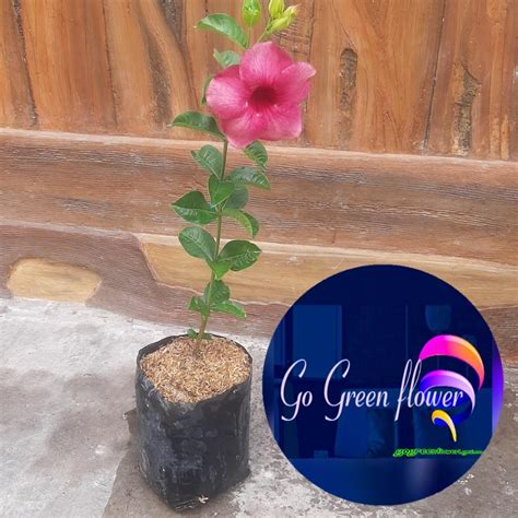 jual tanaman bunga alamanda lengkap murah berkwalitas bibit bunga