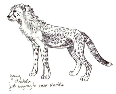 Cheetah Cub Drawing at GetDrawings | Free download