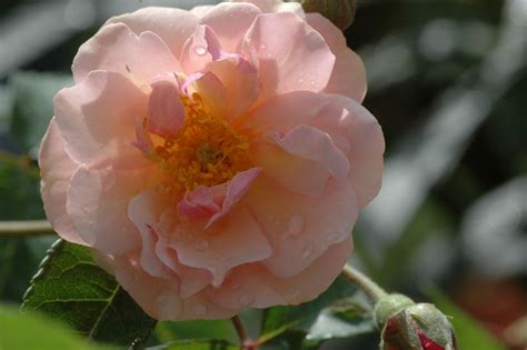 Cornelia | Rose, apricot, 150 cm x 150 cm (Pemberton, 1925) | Rosa ...