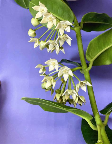 Ordinarily This Would Be The Time of The Year To Flower Hoya