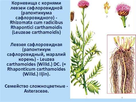 Характеристика лекарственного растительного сырья общетонизирующего ...