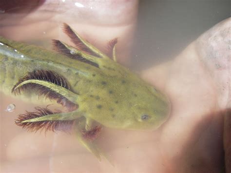 Baby Tiger Salamander