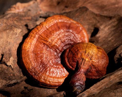 Reishi Mushroom – Earths Basket
