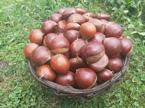 Organic Fresh Chest Nut, Packaging Size: 5 Kg at Rs 350/kg in ...