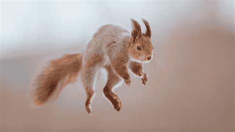 How High Can A Squirrel Jump? Do They Get Hurt?