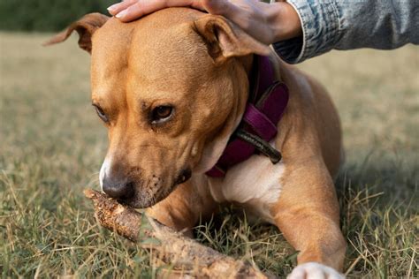 Porque O Cachorro Treme - Cachorro tremendo: 7 causas e quando levar ao veterinário