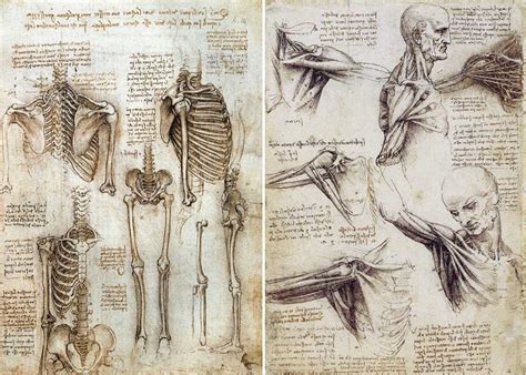 Leonardo Da Vinci E Anatomia - Leonardo da Vinci: 15 fatos que talvez você não saiba - ArteRef