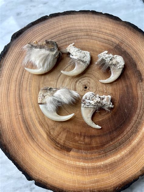 Real Snow Leopard Claws for Sale - Shaman Amulets Store