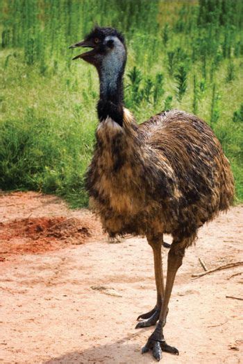 Burung Emu Australia - Jenis Burung