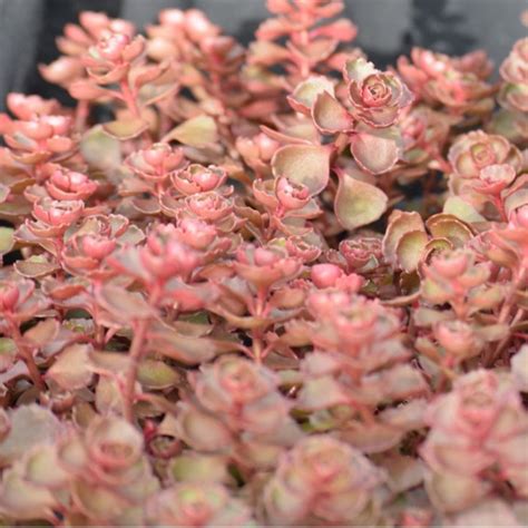 Dragon's Blood' Stonecrop – Jardineries Botanix