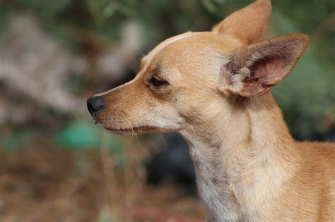 Chihuahua Cachorro Bonitinho - Foto gratuita no Pixabay - Pixabay