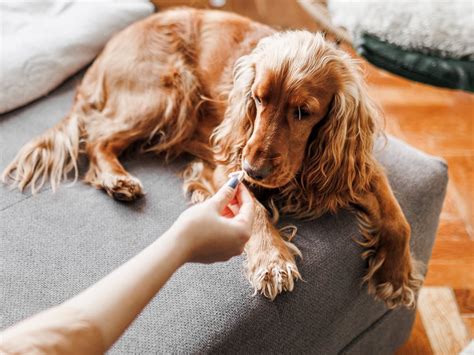 What to Do If My Dog Took A Walnut? - The Pet Town