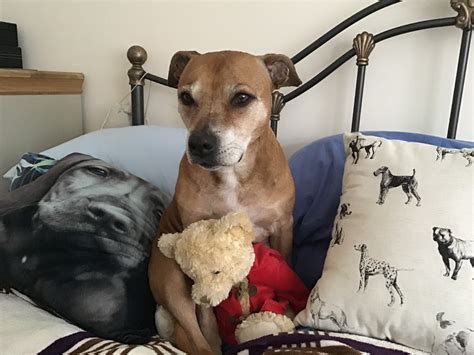 In loving memory of Honey | Battersea Dogs & Cats Home