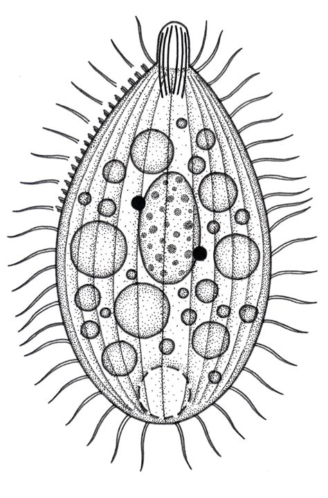 Protozoa – EN - Hieronymus - Illustrations